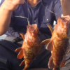 シロギス釣り　三浦K湾　釣行29回目　2017年6月15日